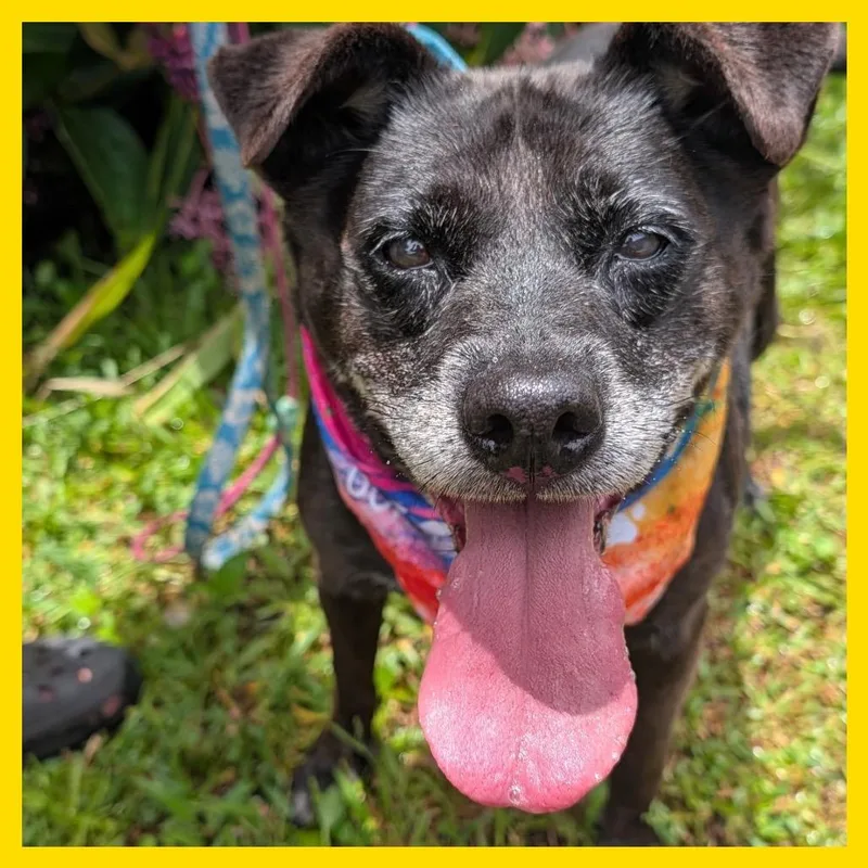 A senior small-sized female Black Mixed Breed dog named Dina for adoption in Volcano, HI