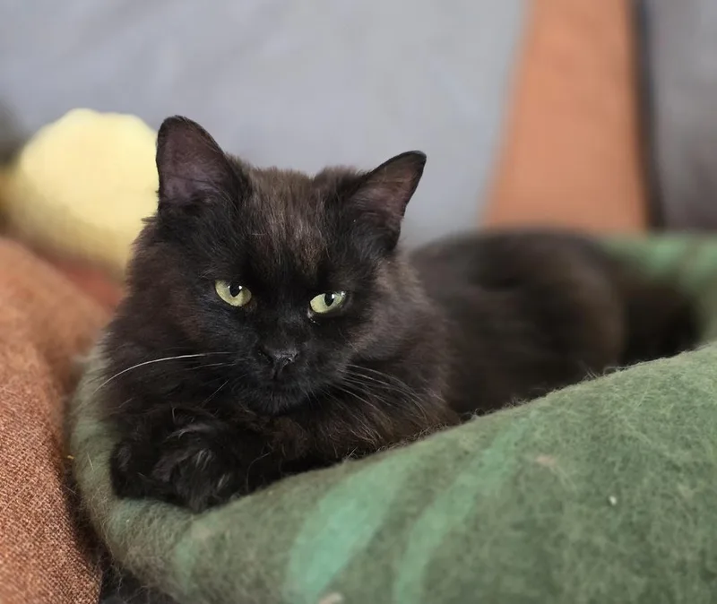 A baby small-sized female Black Domestic Medium Hair cat named Sally for adoption in Wilson, NC