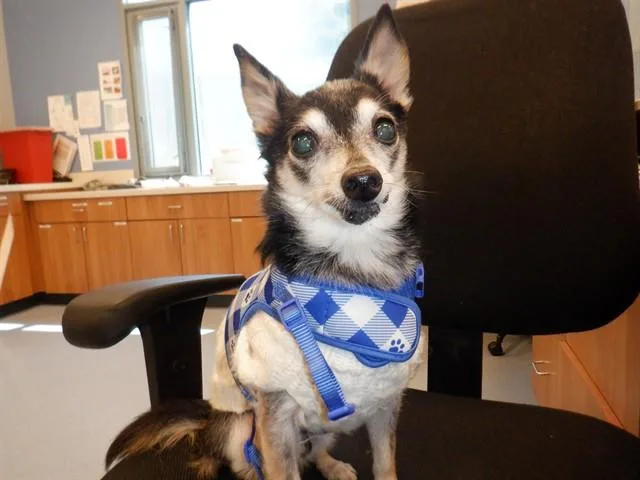 A senior small-sized male Chihuahua dog named Mouse for adoption in San Jose, CA