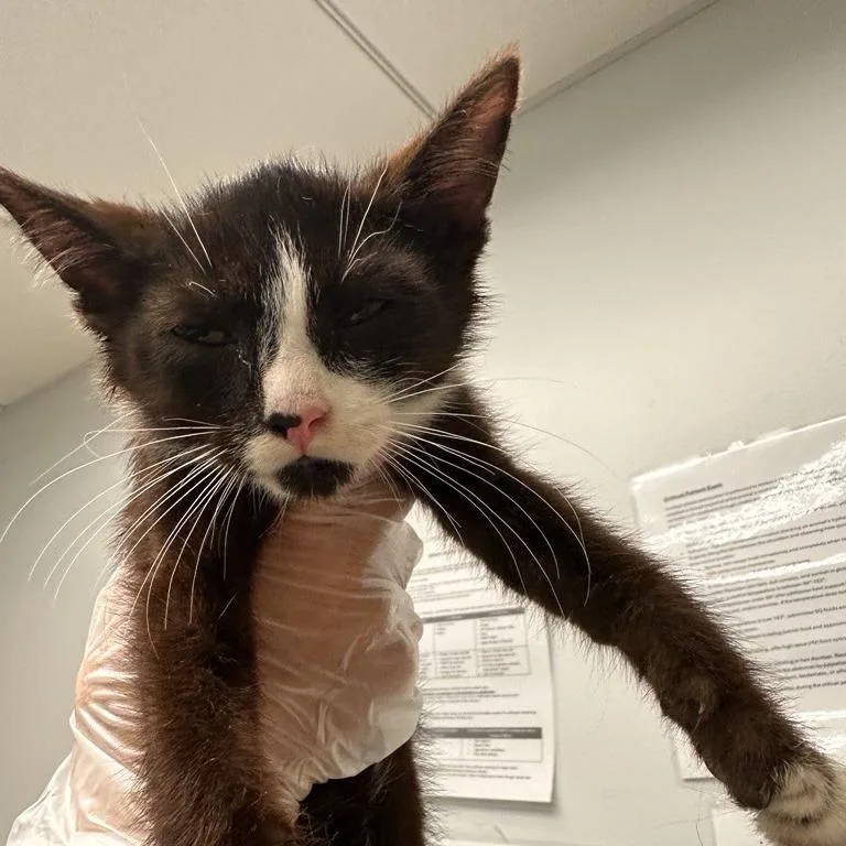 A baby small-sized male Black Domestic Short Hair cat named Mushu for adoption in Jacksonville, FL
