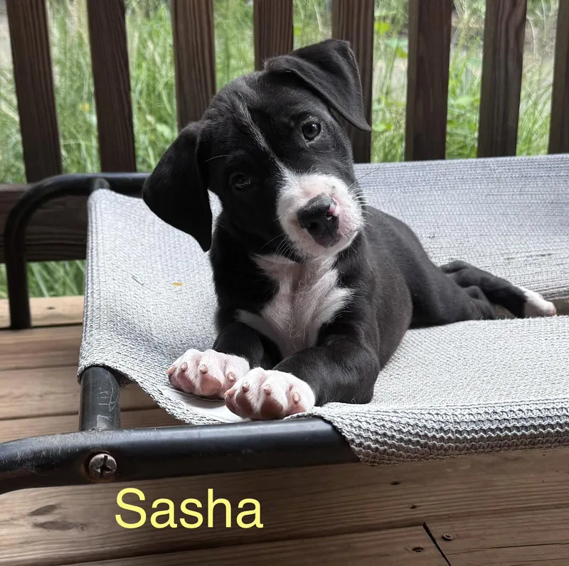 A baby medium-sized female American Staffordshire Terrier dog named Sasha for adoption in Spring City, PA