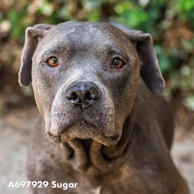 Sugar