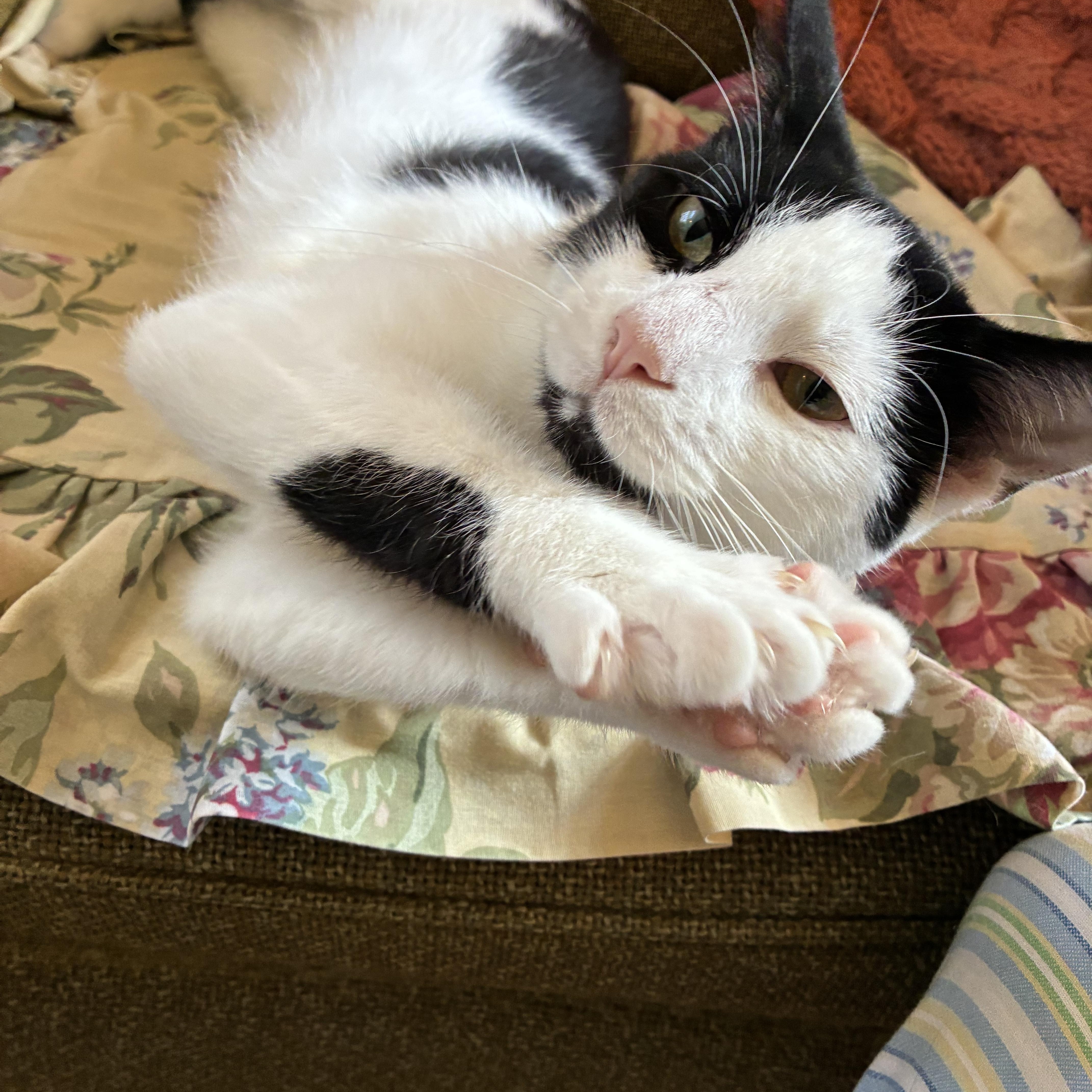 A young medium-sized male Black & White / Tuxedo Domestic Short Hair cat named Opie   Praying for adoption in Lemoyne, PA