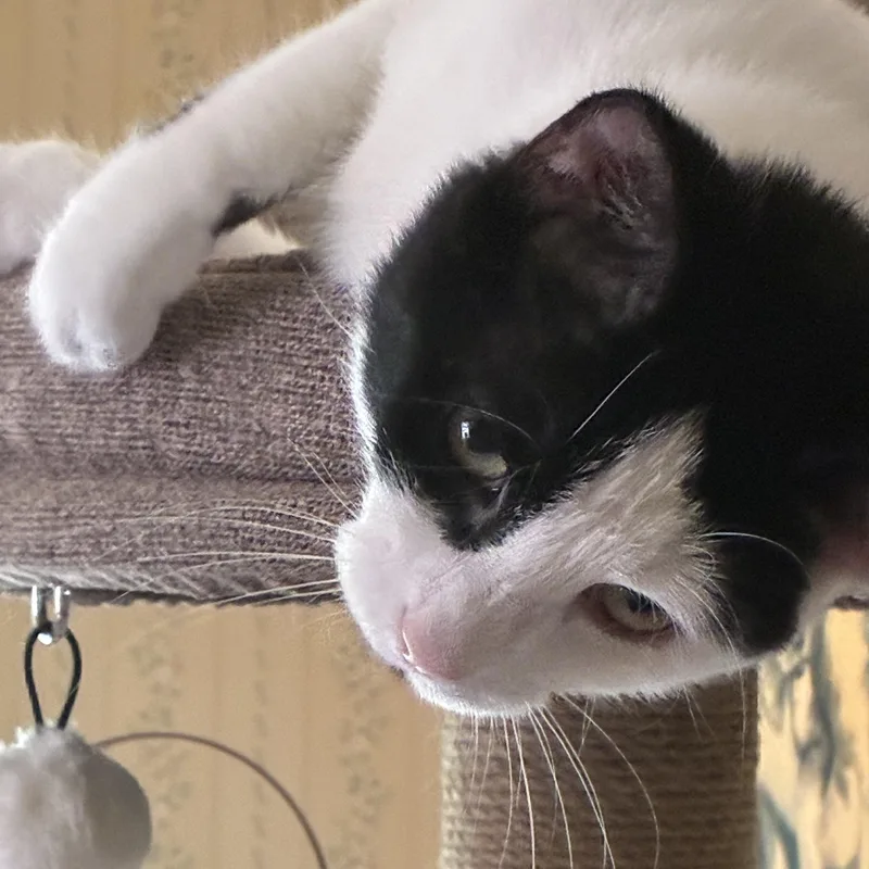 Opie   Praying thumbnail 4