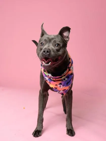 An adult medium-sized male Pit Bull Terrier dog named Puma Pants for adoption in Atlanta, GA