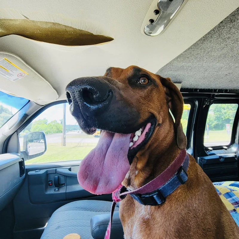A young large-sized male Redbone Coonhound dog named Duke RDS for adoption in Rockaway, NJ