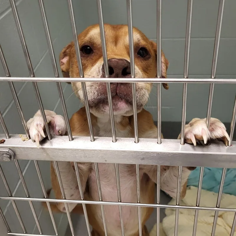 A young small-sized male Brown / Chocolate Mixed Breed dog named Carver for adoption in Chattanooga, TN