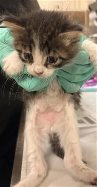 A baby small-sized male Domestic Short Hair cat named Luigi for adoption in Riverside, CA