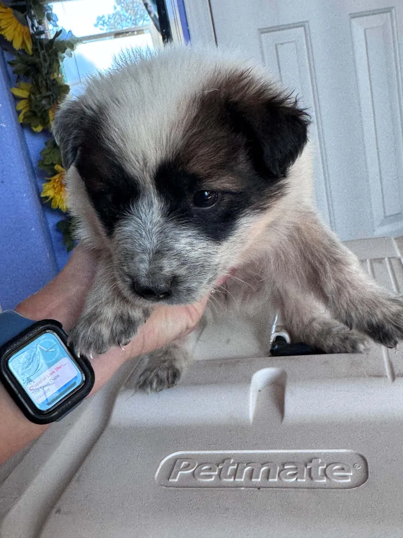A baby medium-sized male Australian Cattle Dog / Blue Heeler dog named Chocolate Heeler Crew babies for adoption in Bend, OR