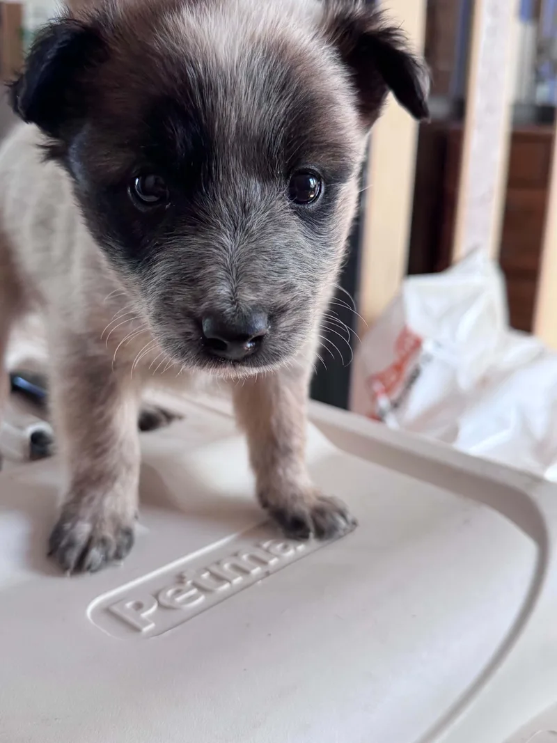 Chocolate Heeler Crew babies thumbnail 2