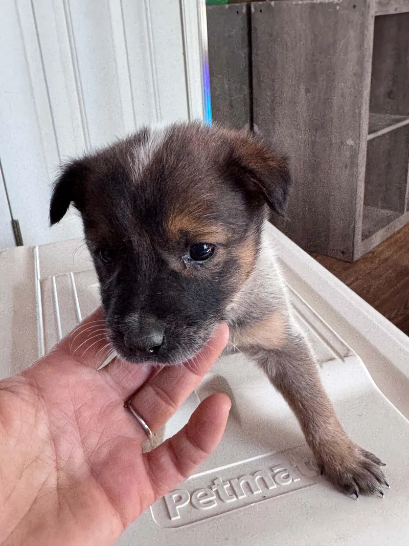 Chocolate Heeler Crew babies thumbnail 3