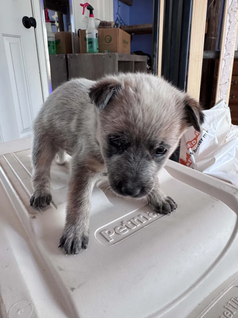 Chocolate Heeler Crew babies thumbnail 4