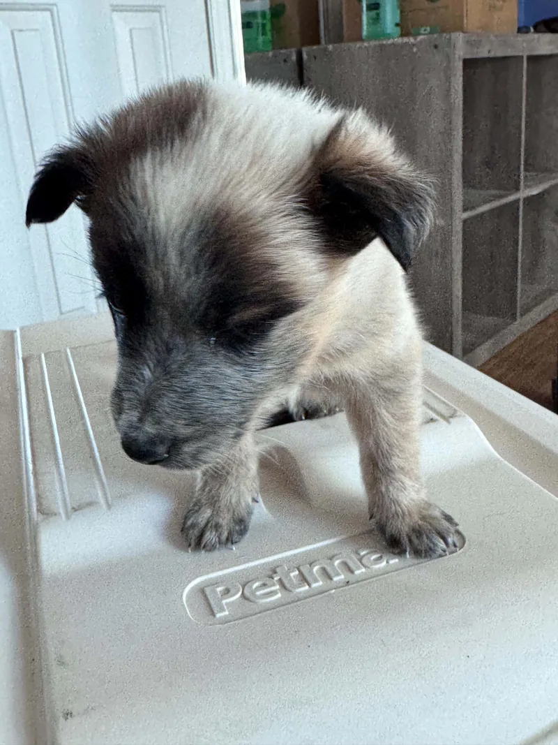 Chocolate Heeler Crew babies thumbnail 5