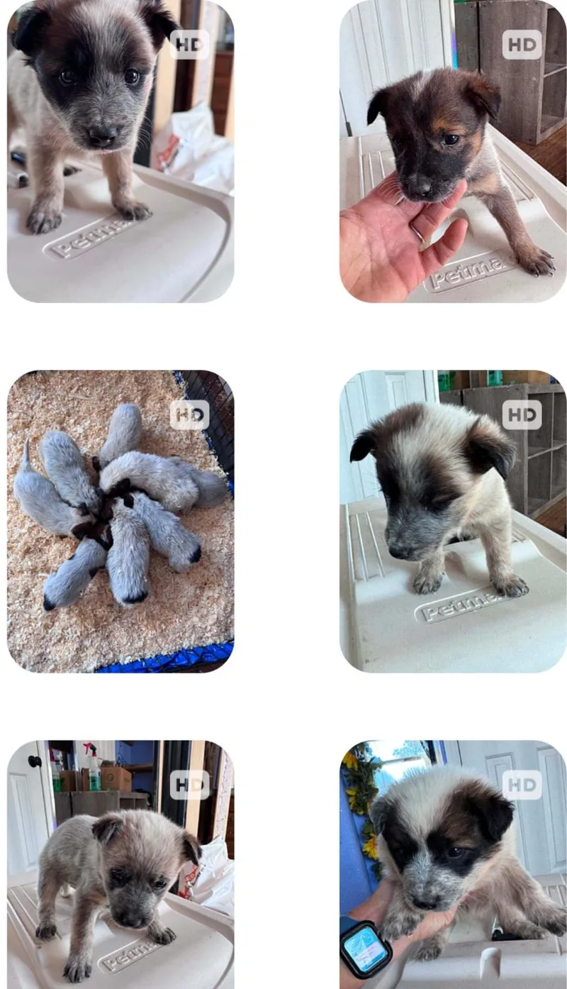 Chocolate Heeler Crew babies thumbnail 6
