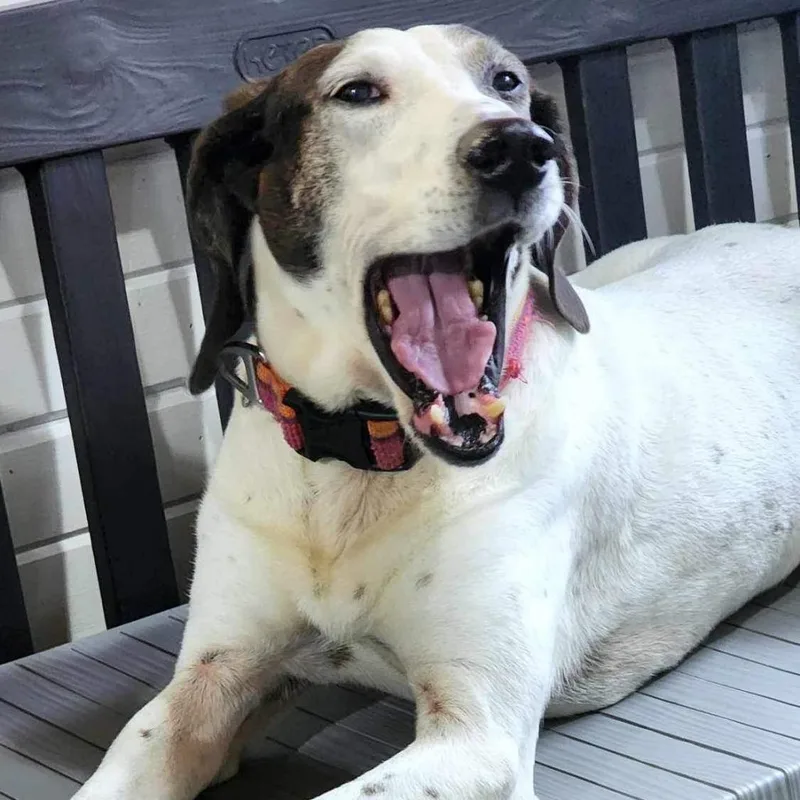 Magnolia thumbnail 3