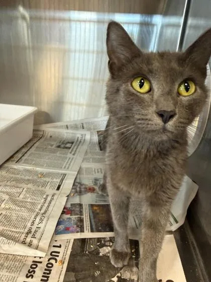 An adult large-sized female Domestic Short Hair cat named Luna Moon for adoption in Sevierville, TN
