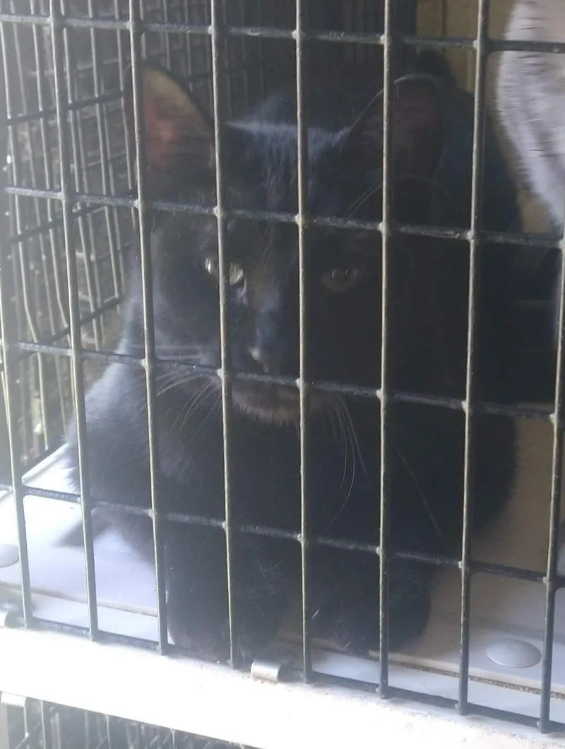 An adult medium-sized male Black Tabby cat named Bon Bon for adoption in Fair Oaks, IN