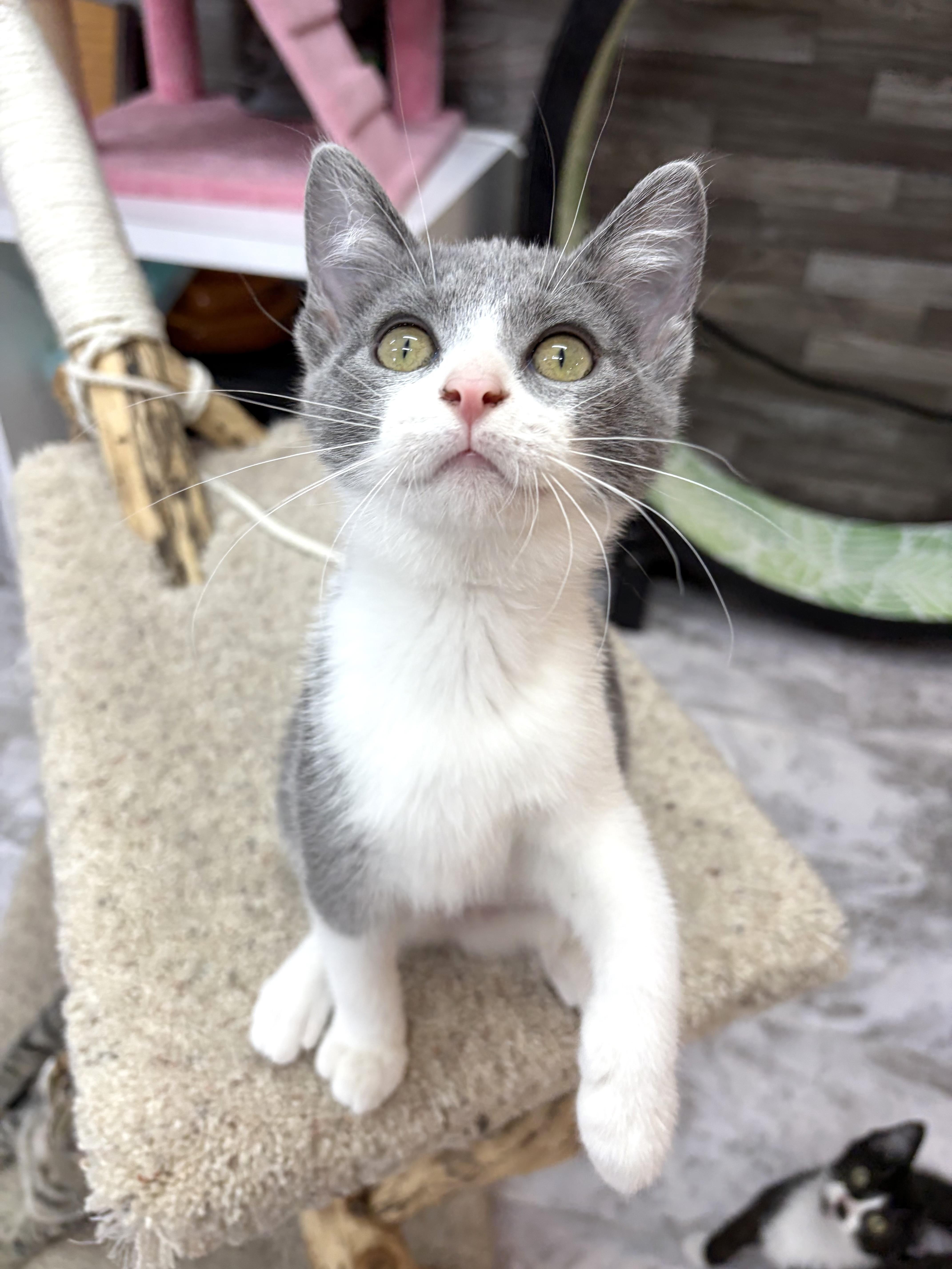A baby medium-sized female Gray & White American Shorthair cat named Tippy for adoption in Akron, OH