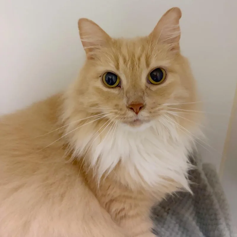 A senior medium-sized female Domestic Long Hair cat named Shirley for adoption in Woodinville, WA