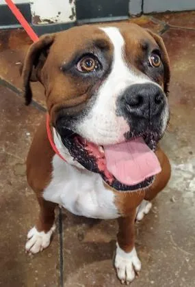 An adult medium-sized male Mixed Breed dog named Senor for adoption in Cincinnati, OH