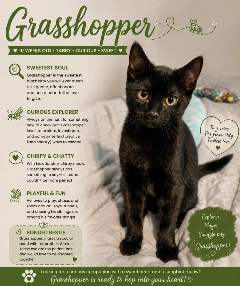A baby small-sized male Domestic Short Hair cat named Grasshopper for adoption in chino, CA