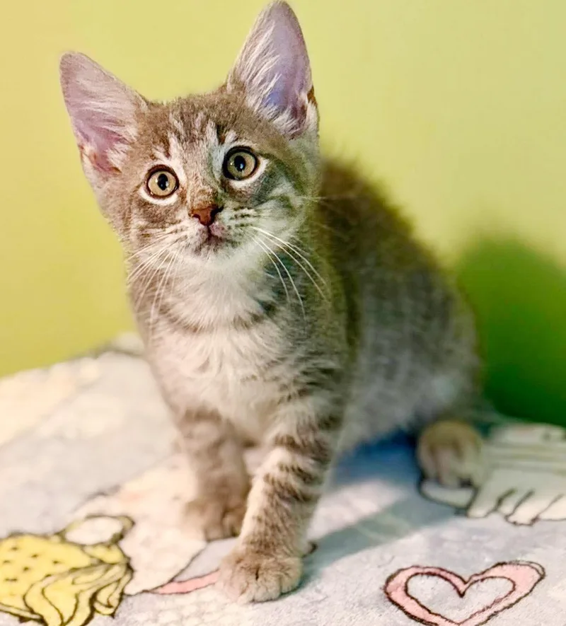 A baby small-sized male Tabby (Gray / Blue / Silver) Silver cat named Scuba is the happiness for adoption in Bedford Hills, NY