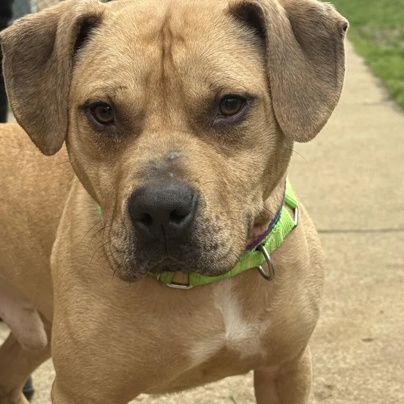 A young medium-sized male Yellow / Tan / Blond / Fawn Mixed Breed dog named Fisher for adoption in Youngstown, OH