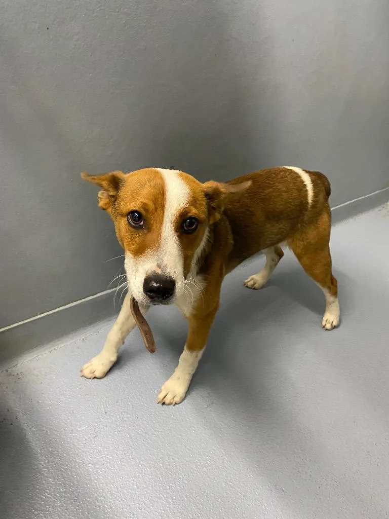 A baby medium-sized male Mixed Breed dog named Jake for adoption in Cartersville , GA