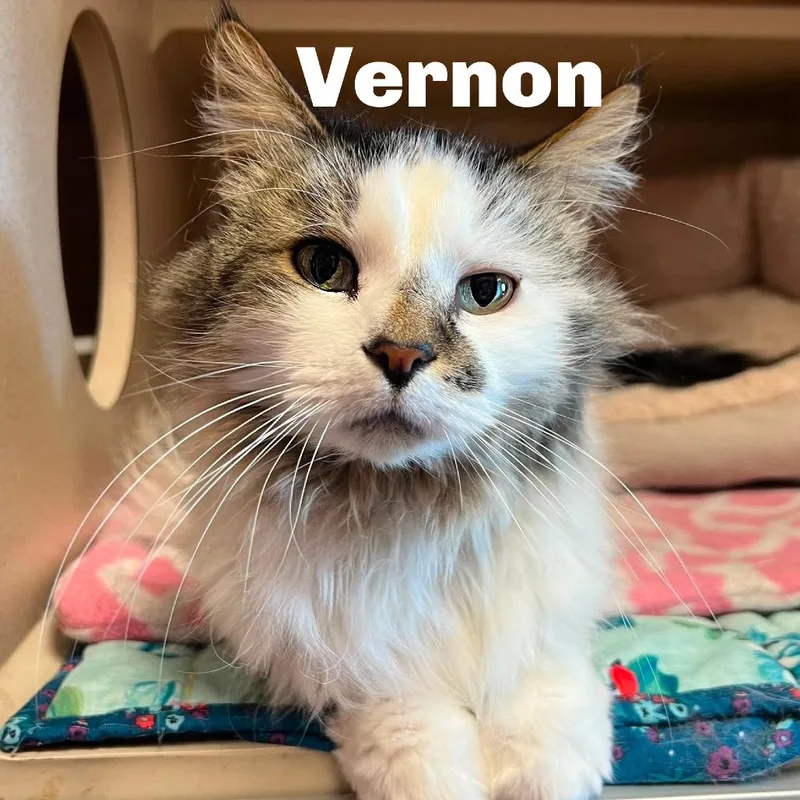 An adult small-sized male Brown / Chocolate Domestic Long Hair cat named Vernon for adoption in Escanaba, MI