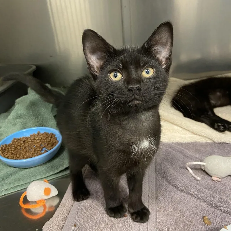 A baby small-sized female Black Domestic Short Hair cat named Bitty for adoption in Washington Township, OH
