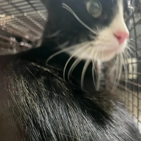 An adult small-sized female Domestic Short Hair cat named Lainey for adoption in Des Moines, IA