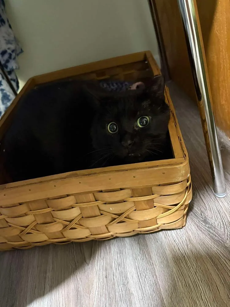 An adult large-sized male Domestic Short Hair cat named Eeyore for adoption in Chicago, IL