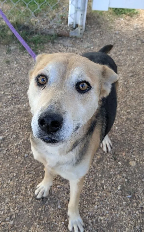 An adult medium-sized female Siberian Husky dog named Reecie for adoption in Osage Beach, MO