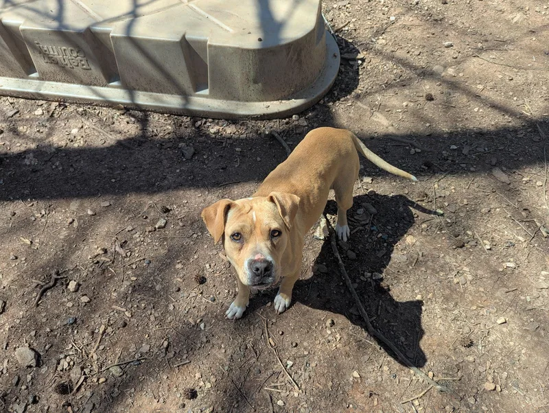 A young medium-sized female Mixed Breed dog named Hazel for adoption in Mc Cormick, SC