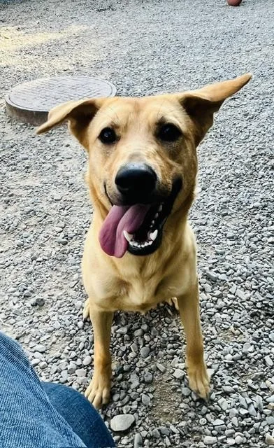 A young medium-sized female Yellow Labrador Retriever dog named Sage for adoption in Kellogg, ID