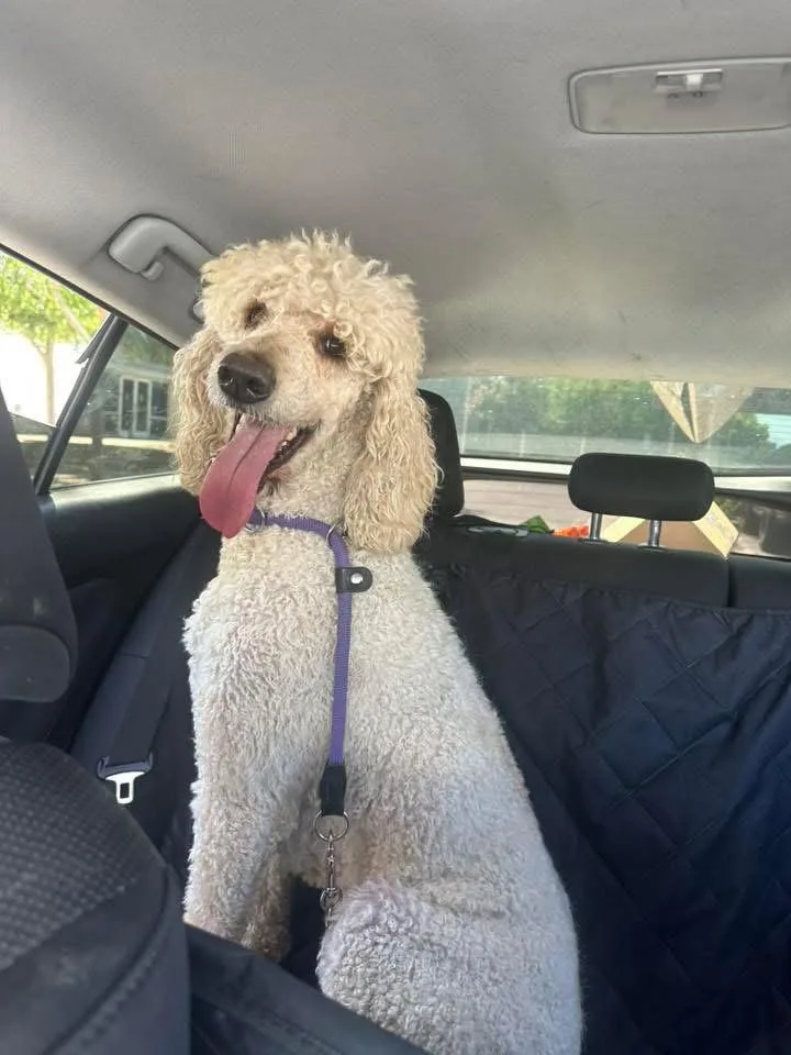 An adult large-sized female Poodle dog named Jelly Bean for adoption in San Diego, CA