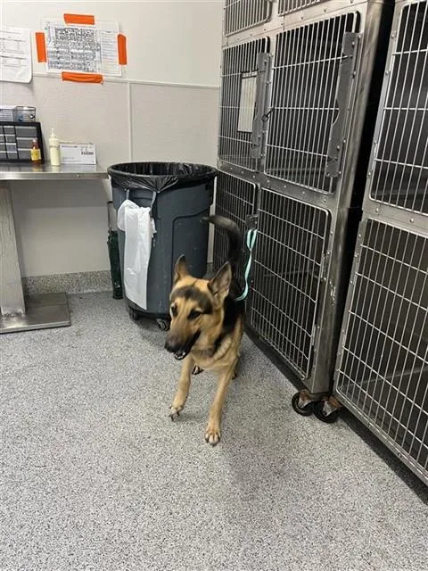 An adult medium-sized male German Shepherd Dog dog named A for adoption in Houston, TX