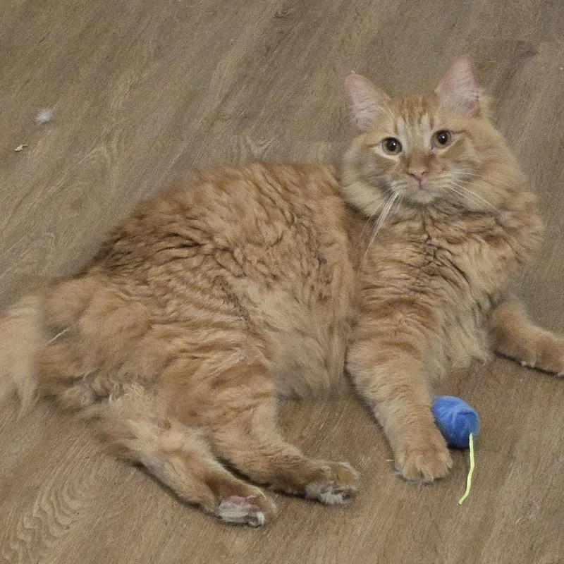 Simon And Valentino thumbnail 2