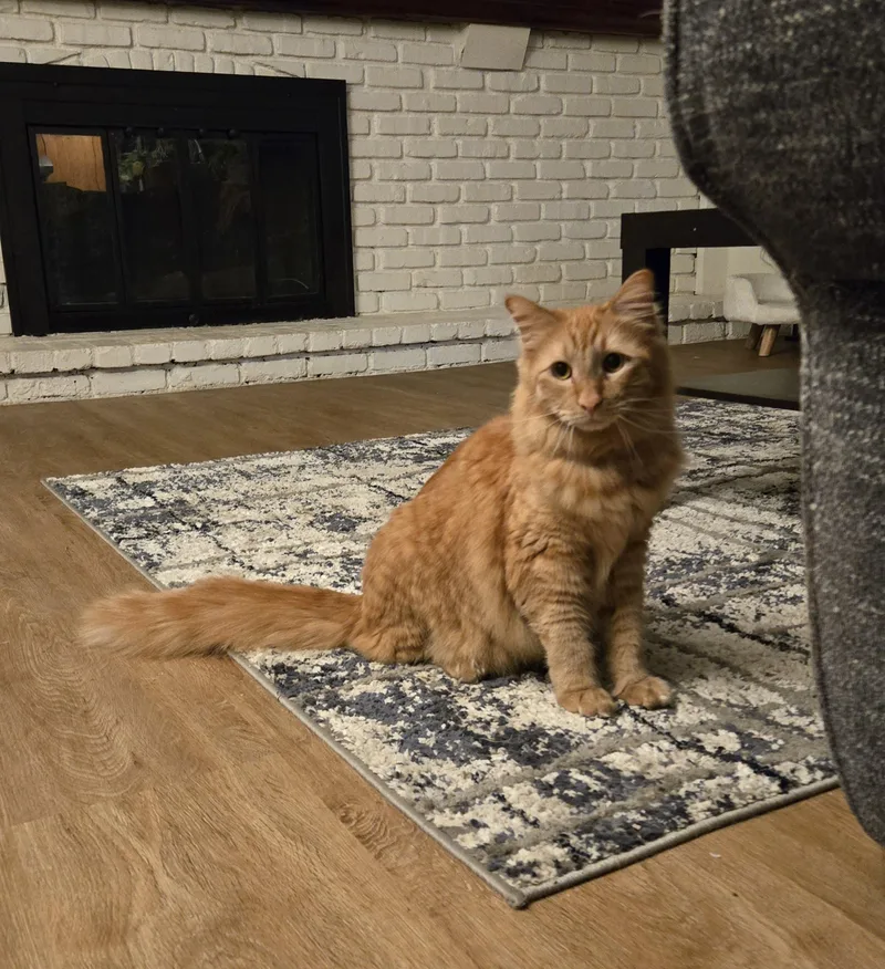 Simon And Valentino thumbnail 3