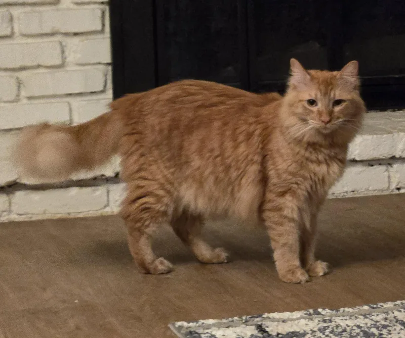 Simon And Valentino thumbnail 4