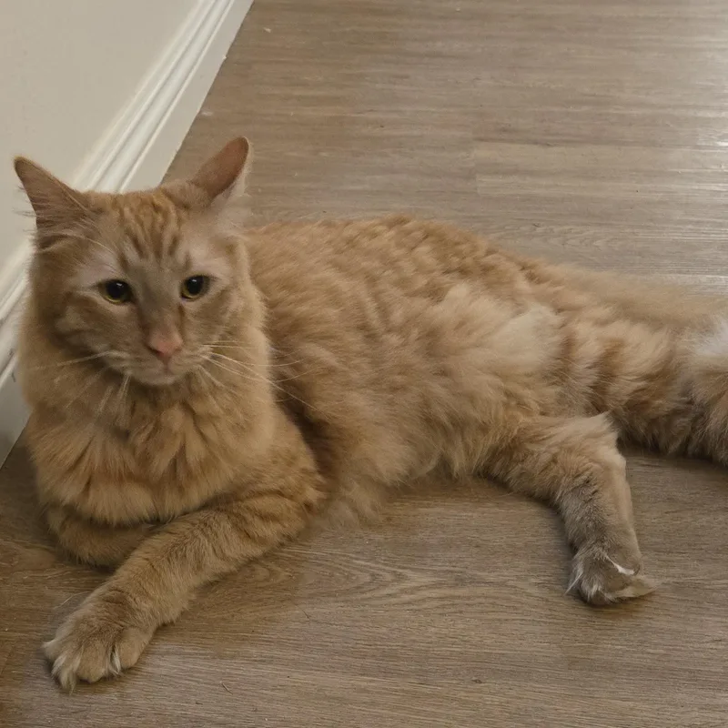 Simon And Valentino thumbnail 5