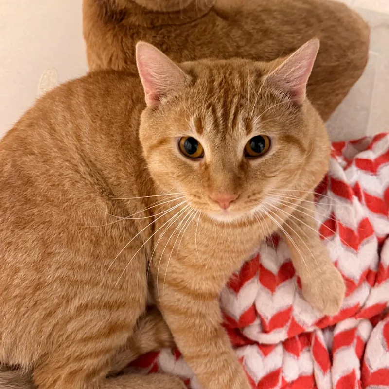 An adult medium-sized male Domestic Short Hair cat named CheezIt for adoption in Evansville, IN