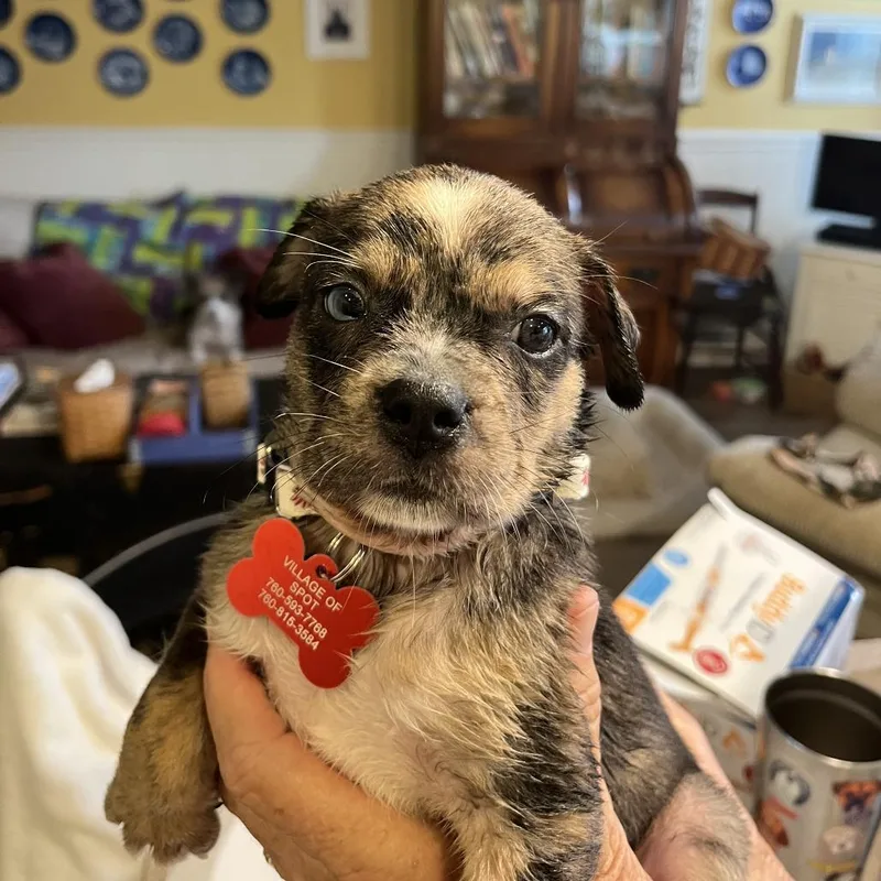 A baby medium-sized female Brown / Chocolate Pug dog named Cardiff for adoption in Oceanside, CA