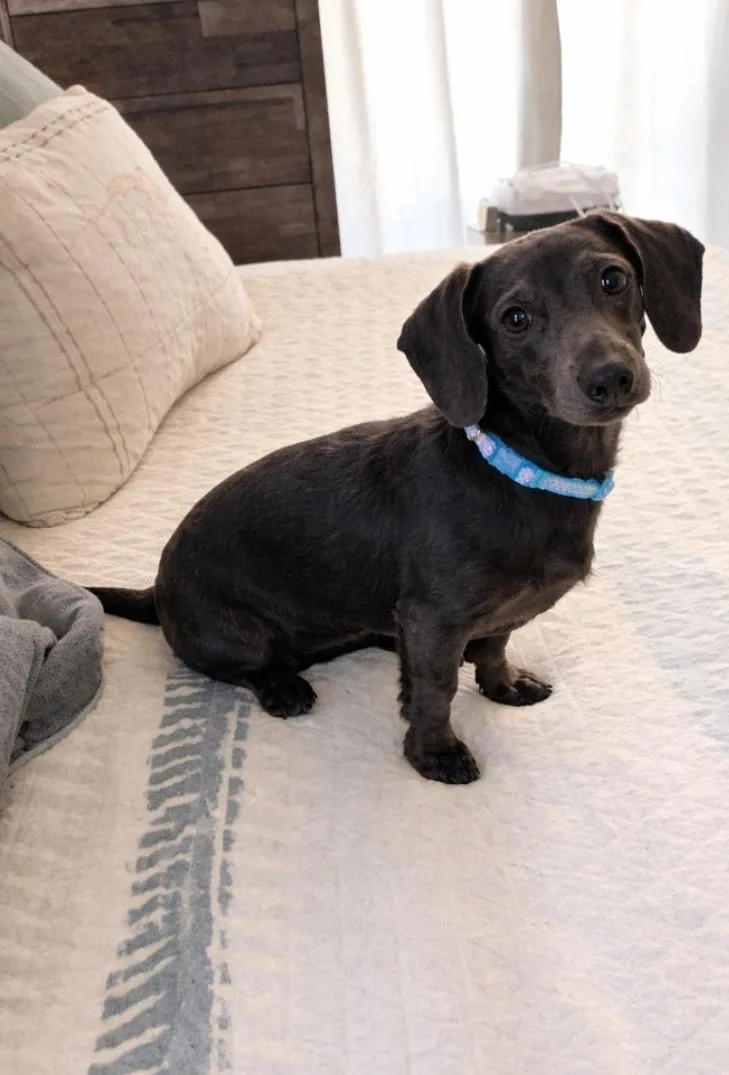 An adult small-sized female Dachshund dog named Nova for adoption in Los Angeles, CA