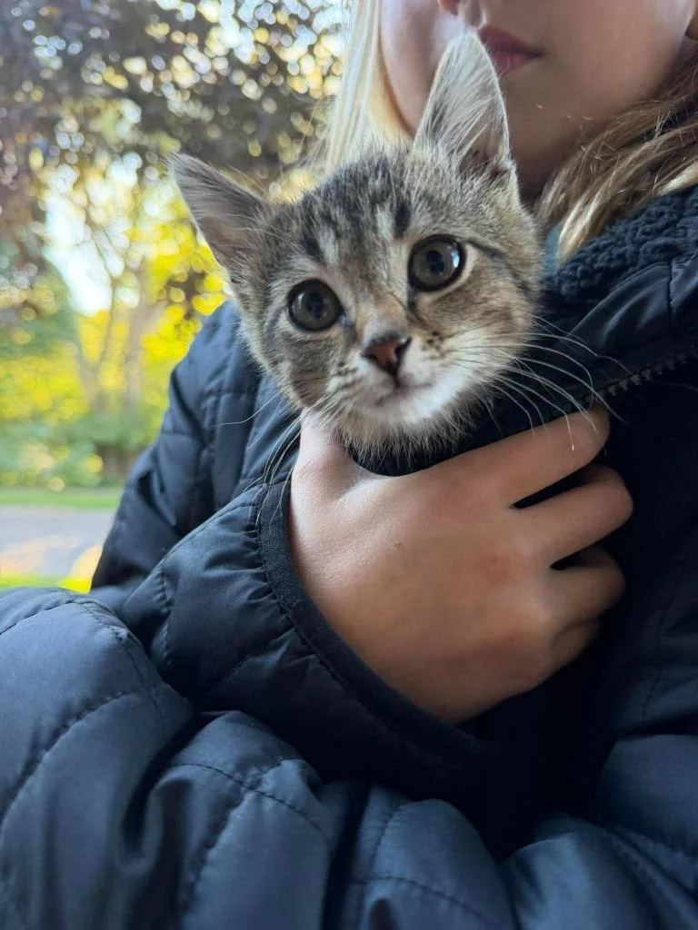 A baby medium-sized male Domestic Short Hair cat named Tigger for adoption in Cloquet, MN