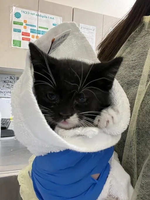 A baby small-sized female Domestic Short Hair cat named Storm for adoption in Las Vegas, NV