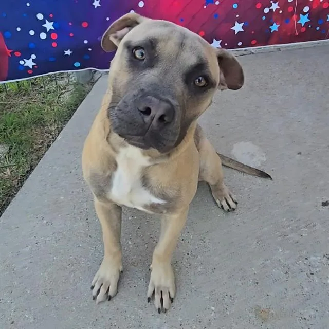 A young medium-sized female Pit Bull Terrier dog named Nala for adoption in Wylie, TX