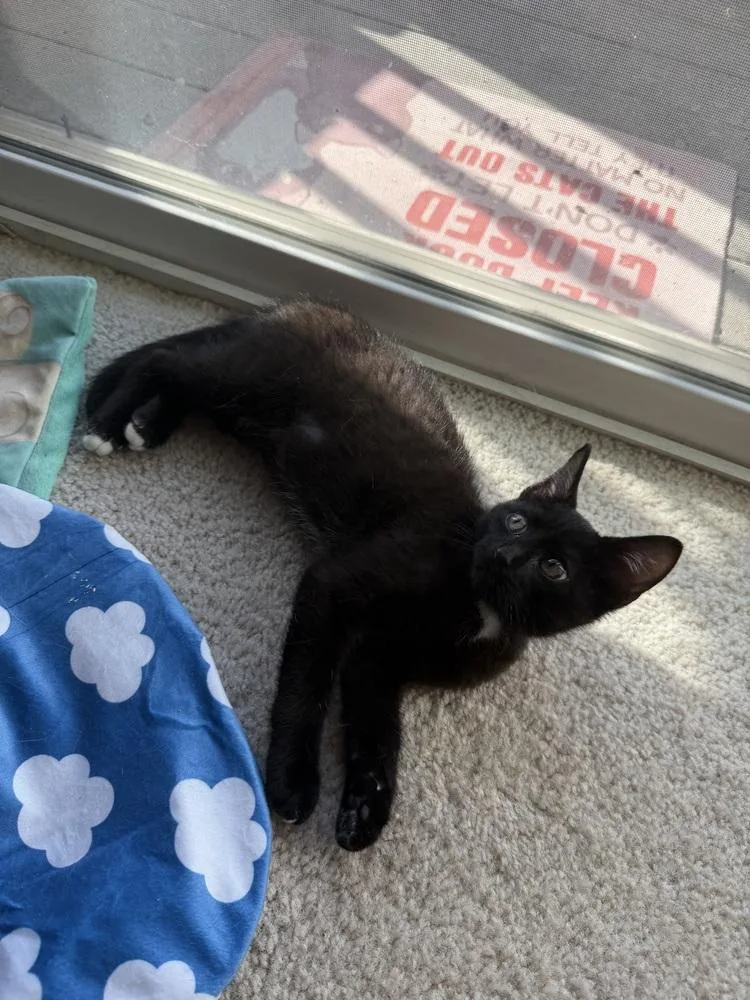 A baby small-sized male Black & White / Tuxedo Domestic Short Hair cat named Flea for adoption in Omaha, NE