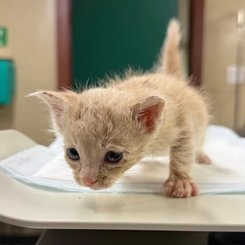 A baby small-sized male Orange / Red Domestic Short Hair cat named Eggplant for adoption in Pauls Valley, OK