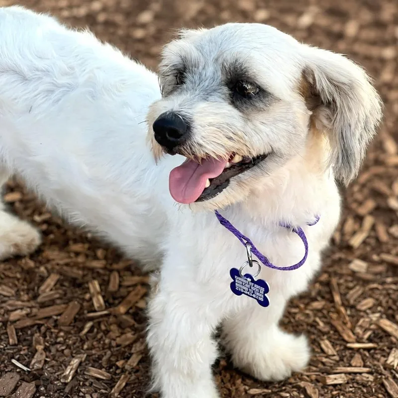 An adult small-sized female White / Cream Shih Tzu dog named Charlotte for adoption in Boerne, TX